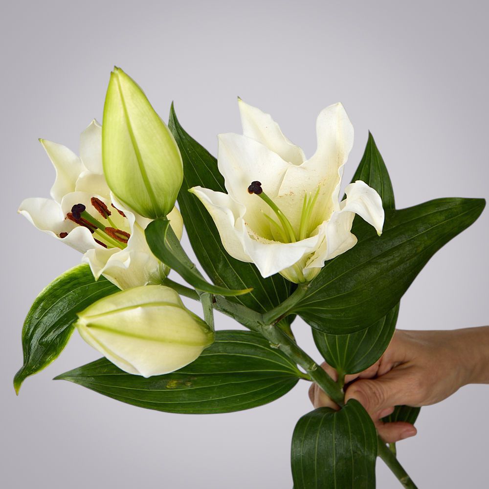 лилия белая 1ст 