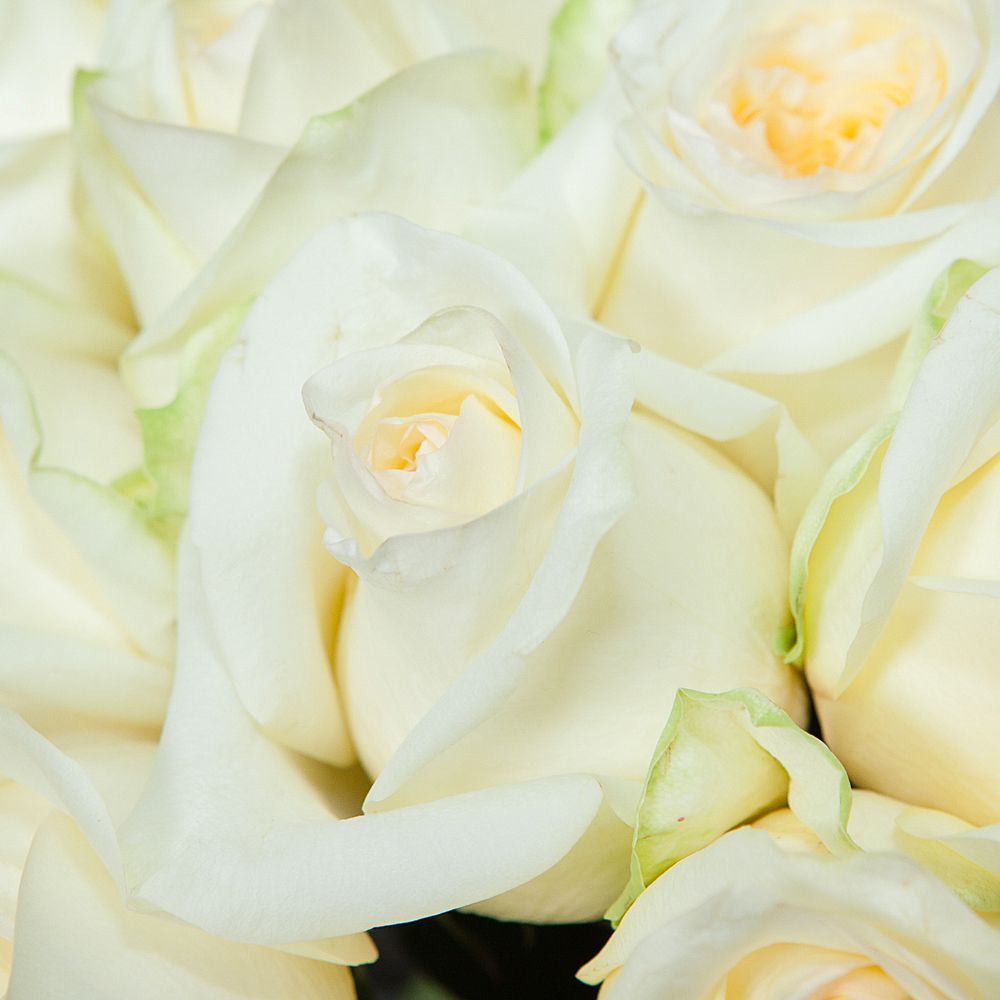 монобукет 17 пионовидных роз "candlelight" под ленту 