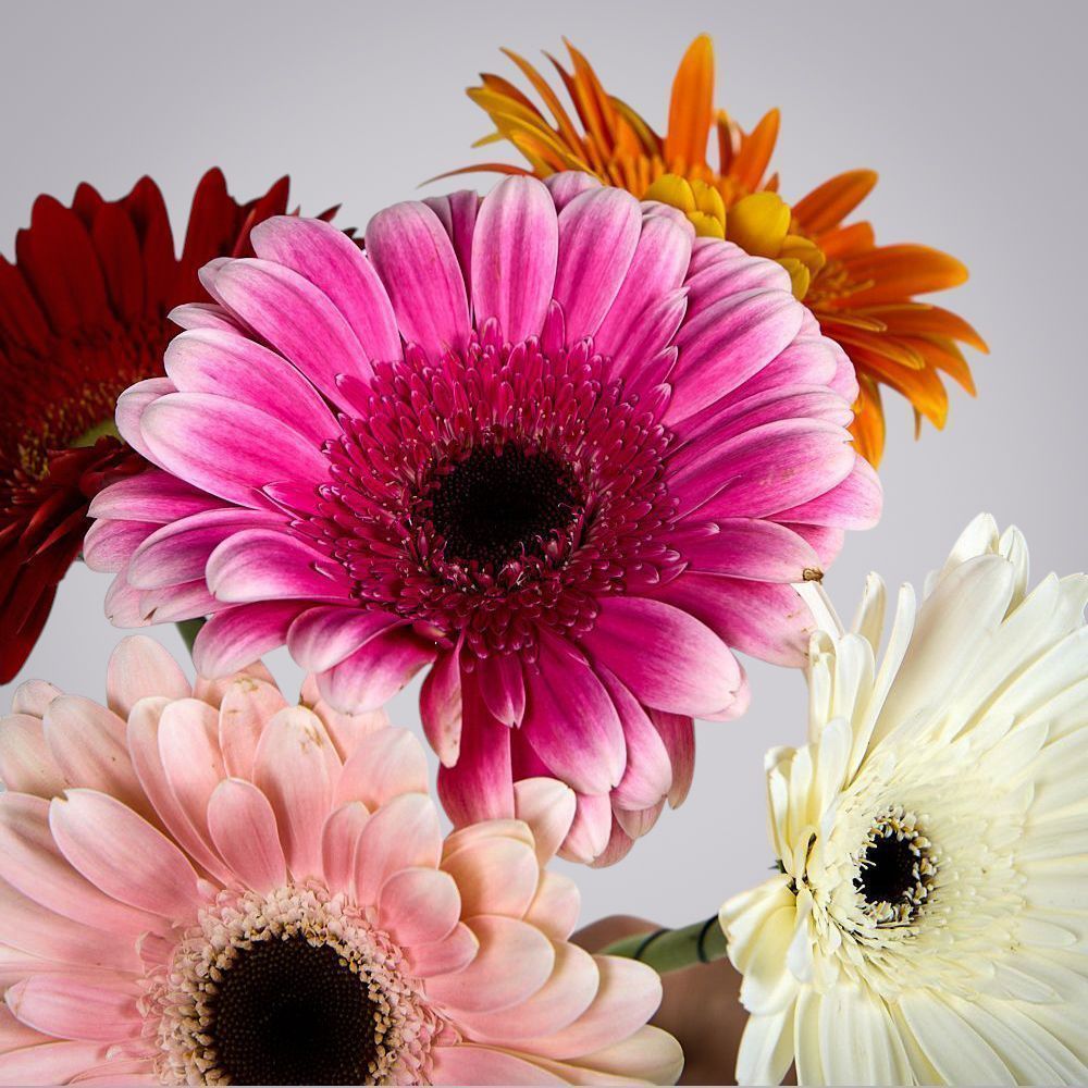 монобукет из 5 гербер микс 