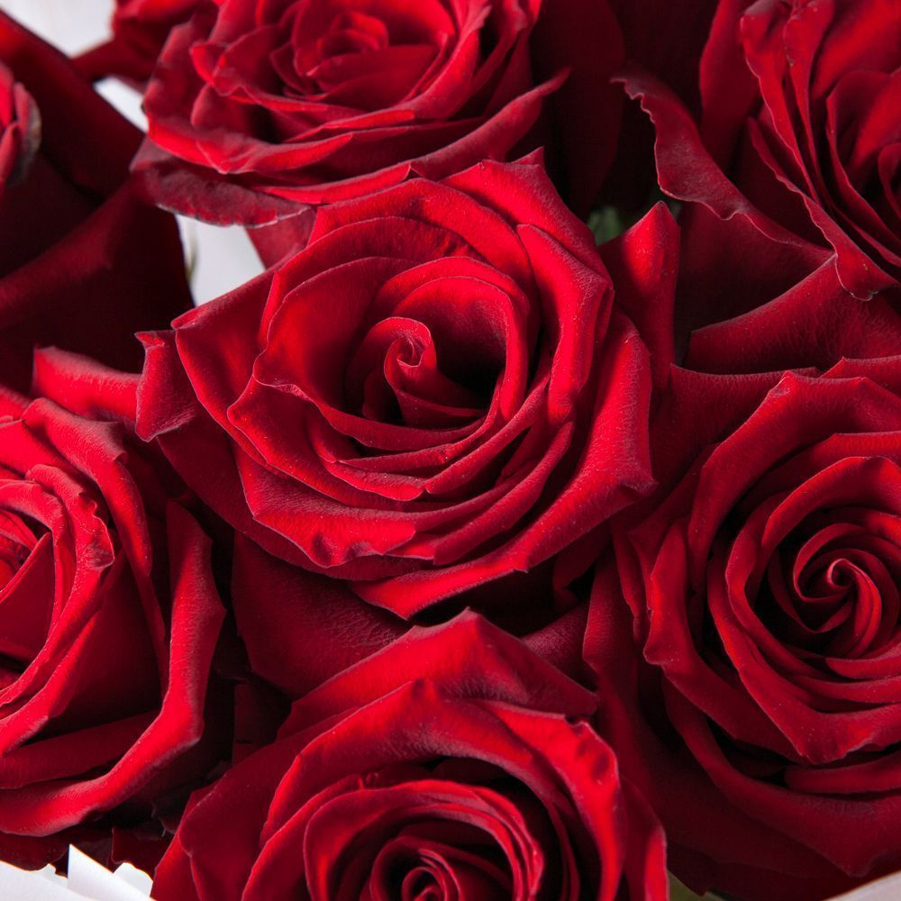 монобукет 9 роз "explorer" в упаковке с тишью 2 