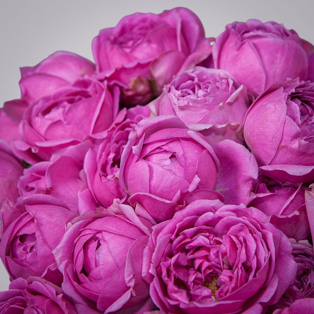 монобукет 9 кустовых роз misty bubbles под ленту 