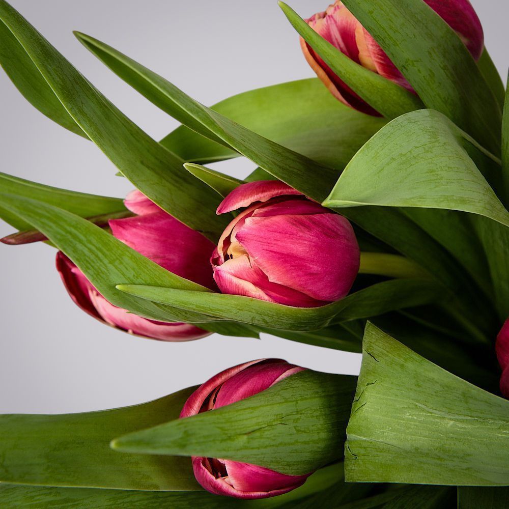 монобукет из 11 тюльпанов "каламбус" в упаковке 