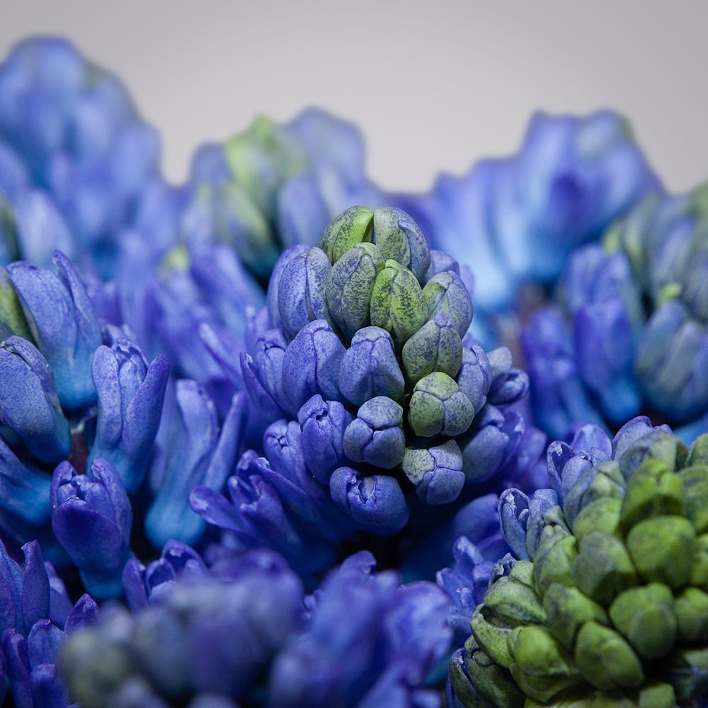 монобукет из 15 синих гиацинтов 