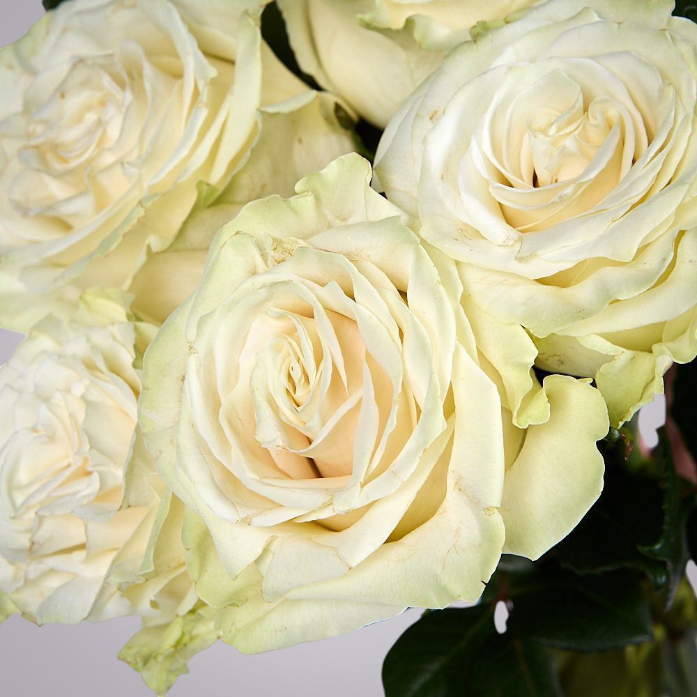 монобукет из 5 роз "mondial" под ленту 