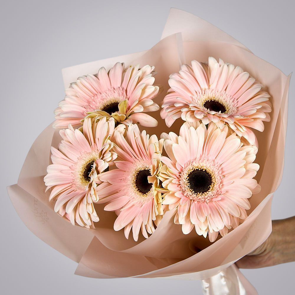 монобукет из 5 гербер моно 