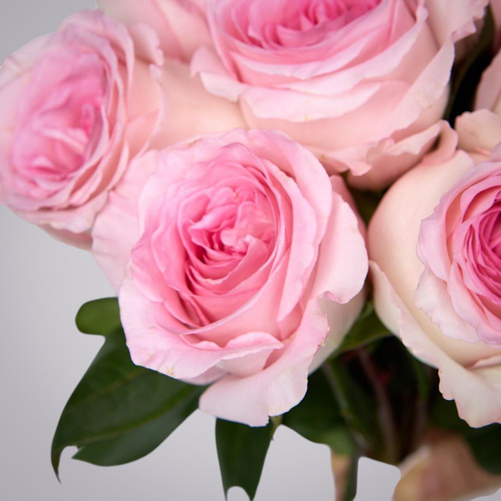 монобукет 9 пионовидных роз "mandala" под ленту 