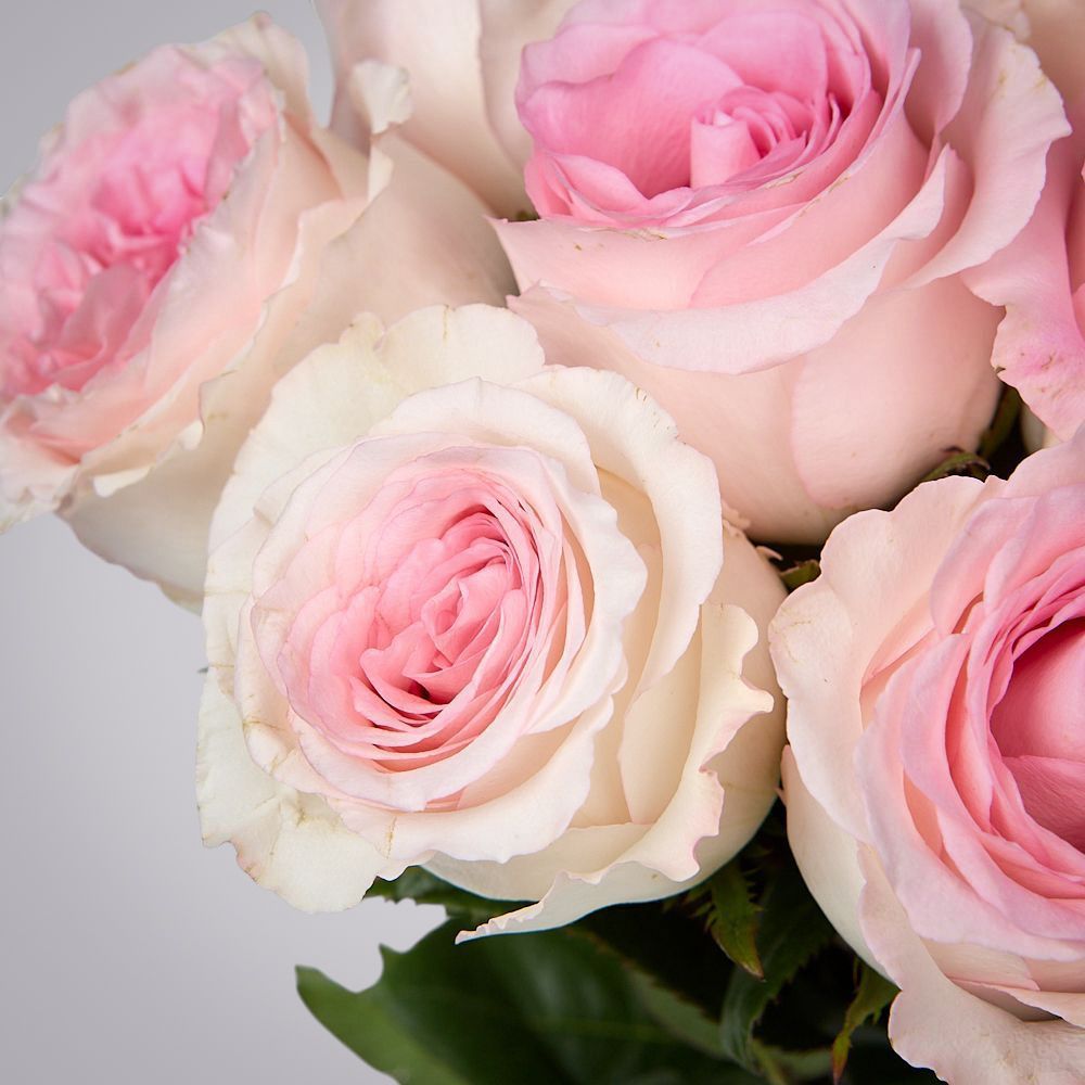 монобукет 11 пионовидных роз "mandala" под ленту 