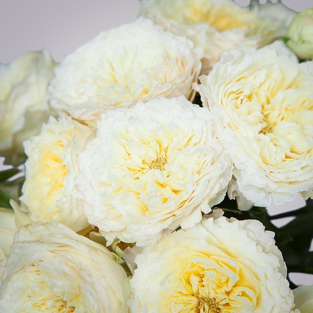 монобукет 7 роз "royal park" под ленту 