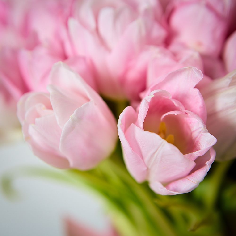 монобукет 101 розовый тюльпан под ленту  