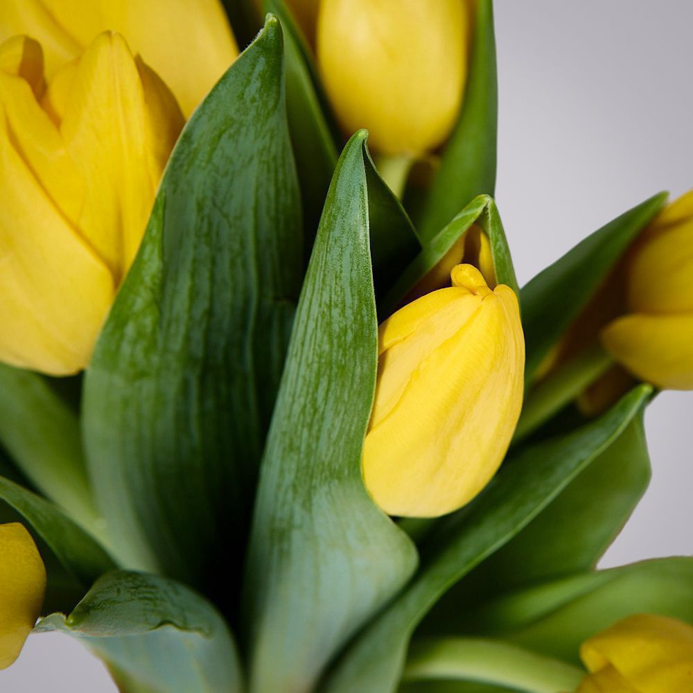 монобукет из 11 желтых тюльпанов под ленту 