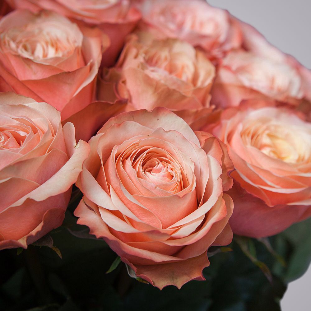 монобукет из 51 пионовидной розы «kahala» под ленту 