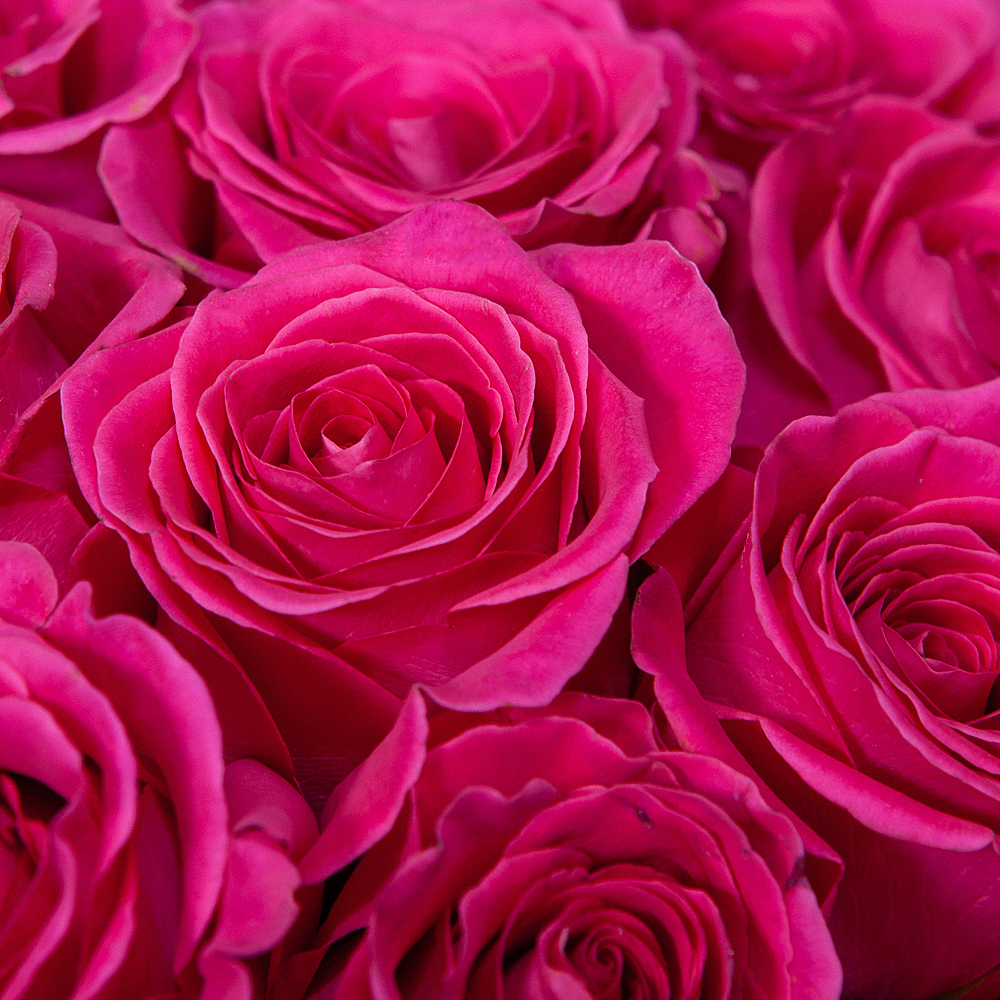 монобукет 21 роза "pink floyd" под ленту 