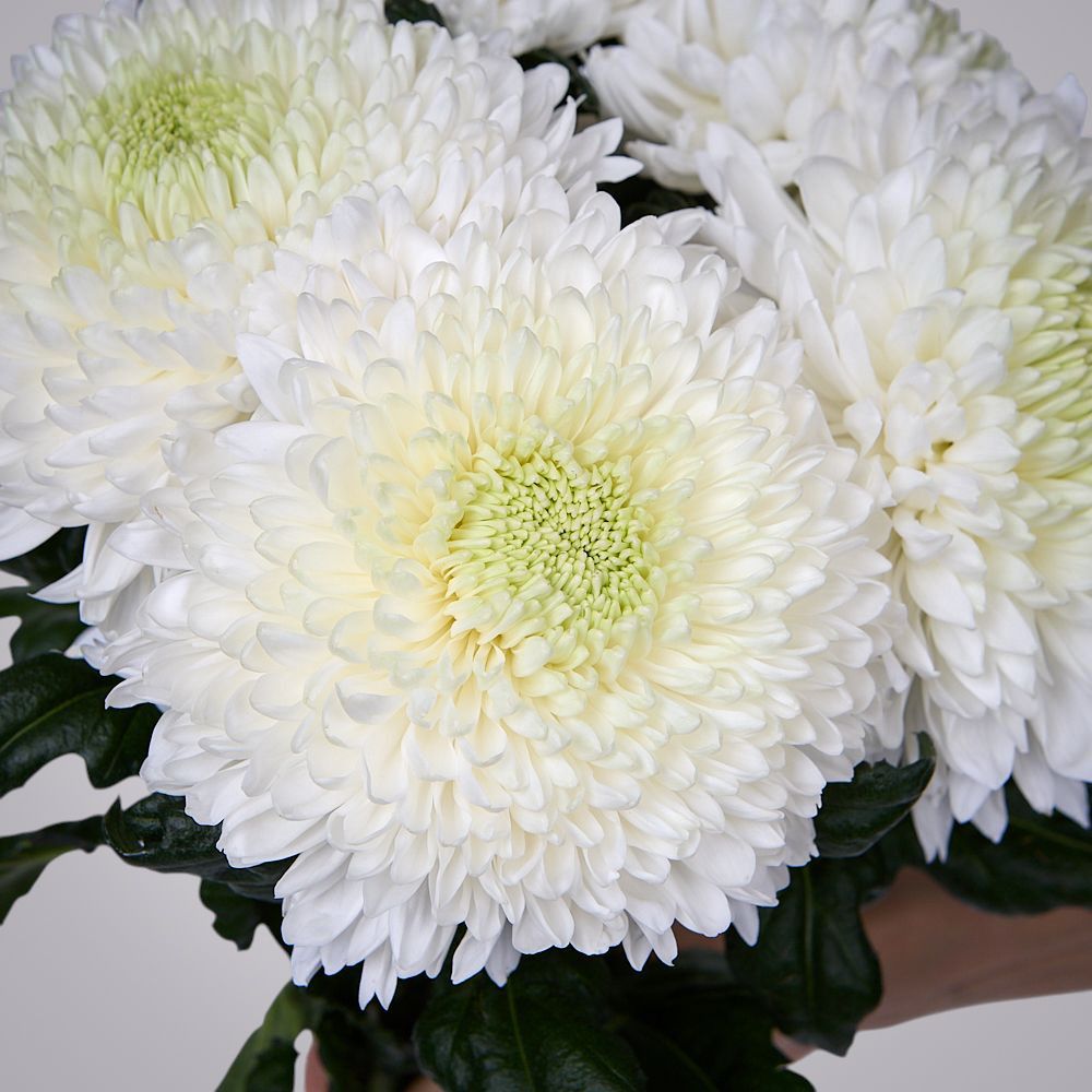 монобукет из 5 белых хризантем magnum под ленту 