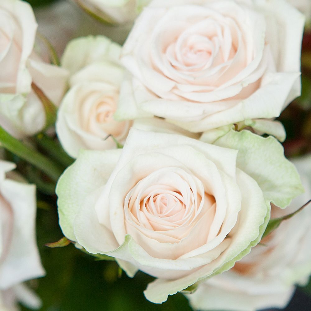 монобукет 5 роз "porcelaine" под ленту 