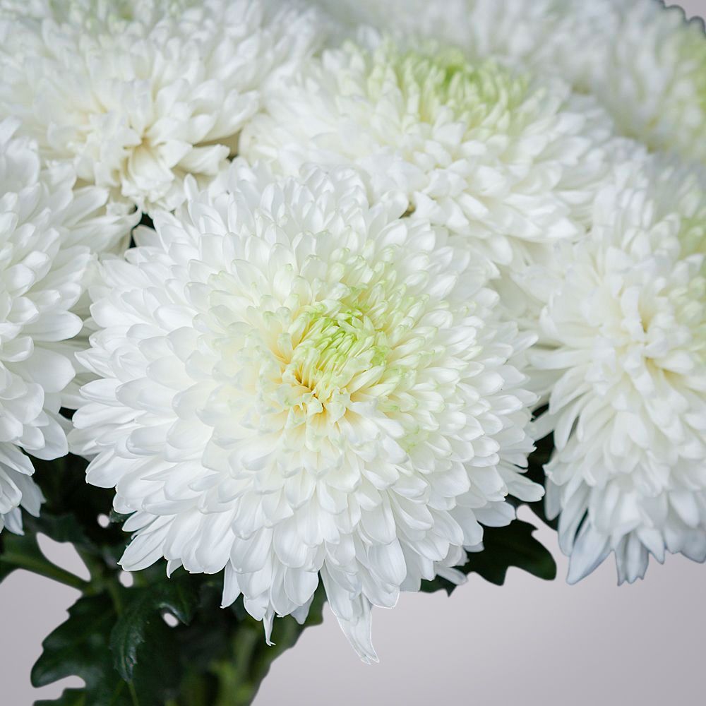 монобукет из 9 белых хризантем magnum 