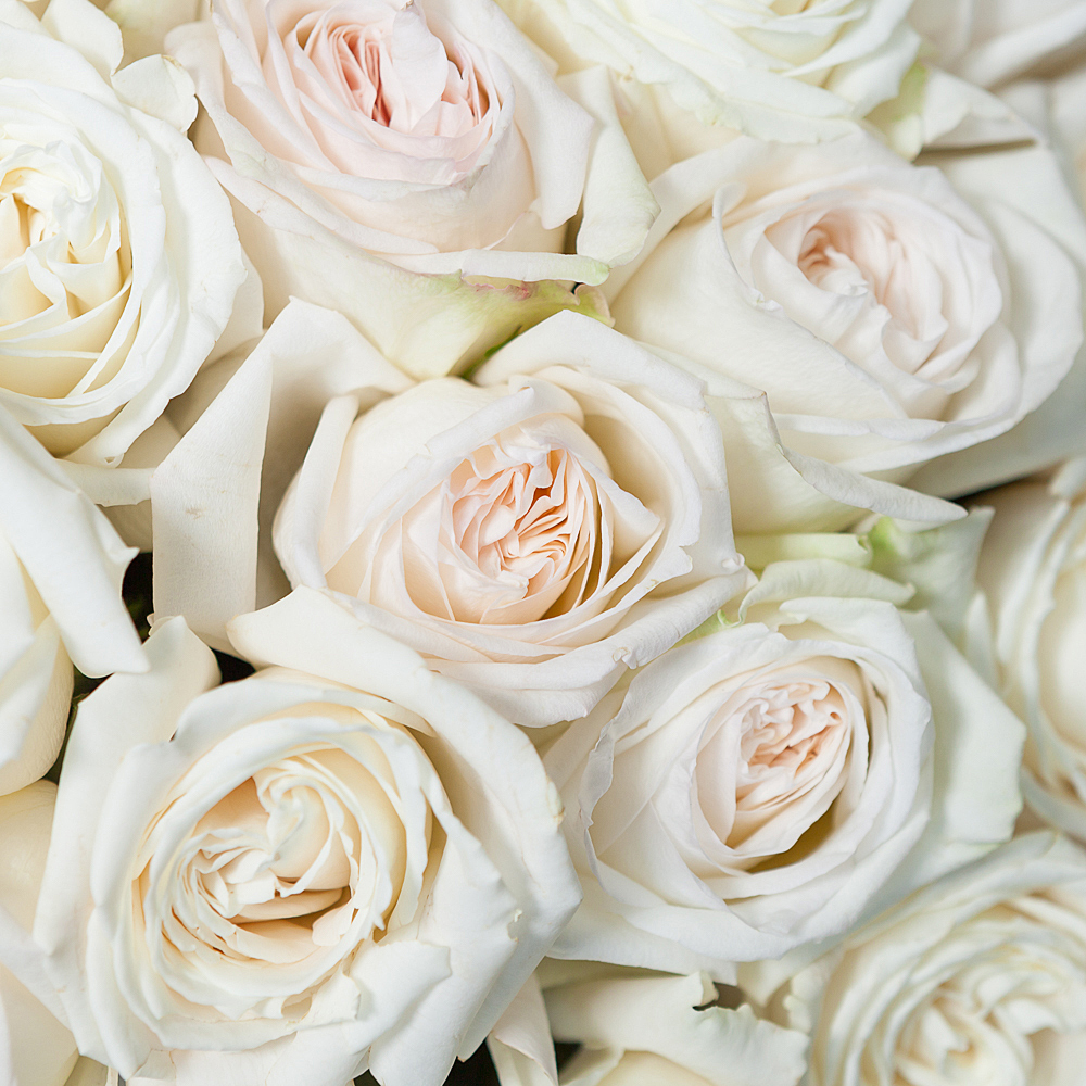 монобукет 101 роза «white o`hara & playa blanka» под ленту 