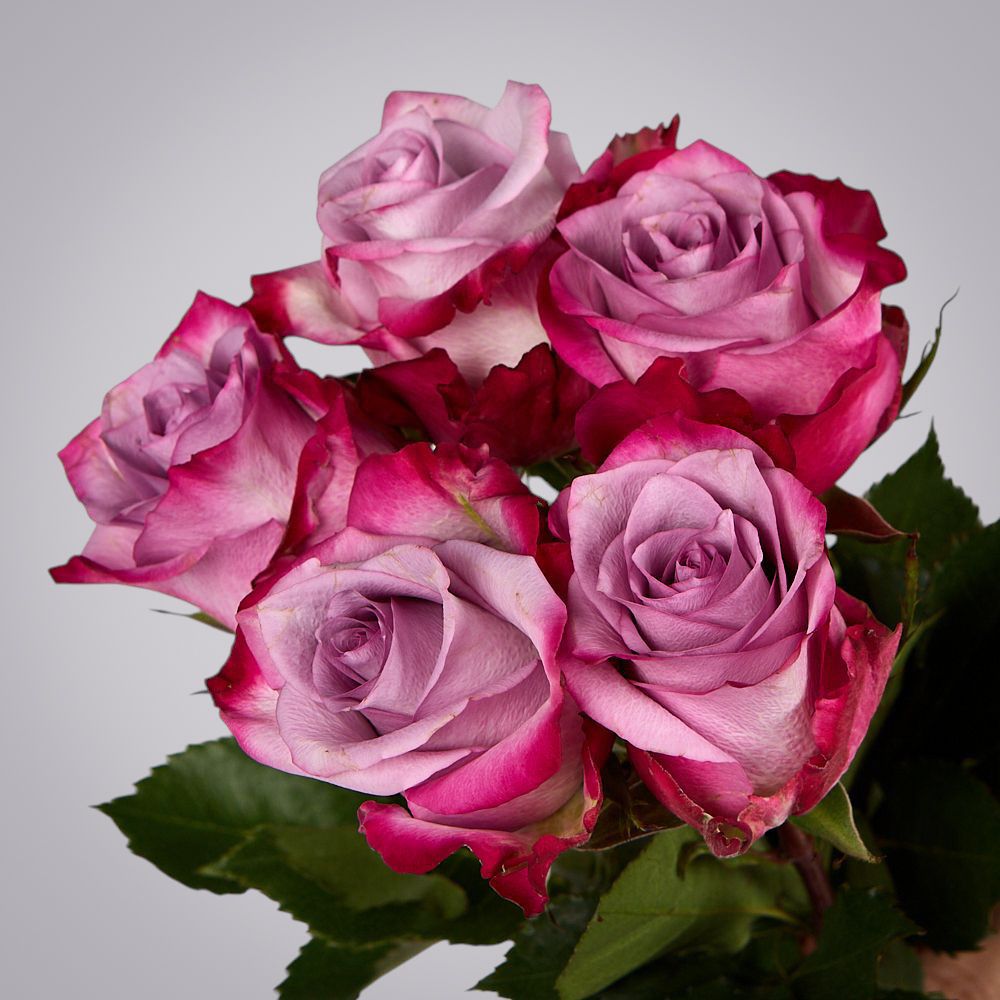 монобукет из 5 роз "deep purple" под ленту 