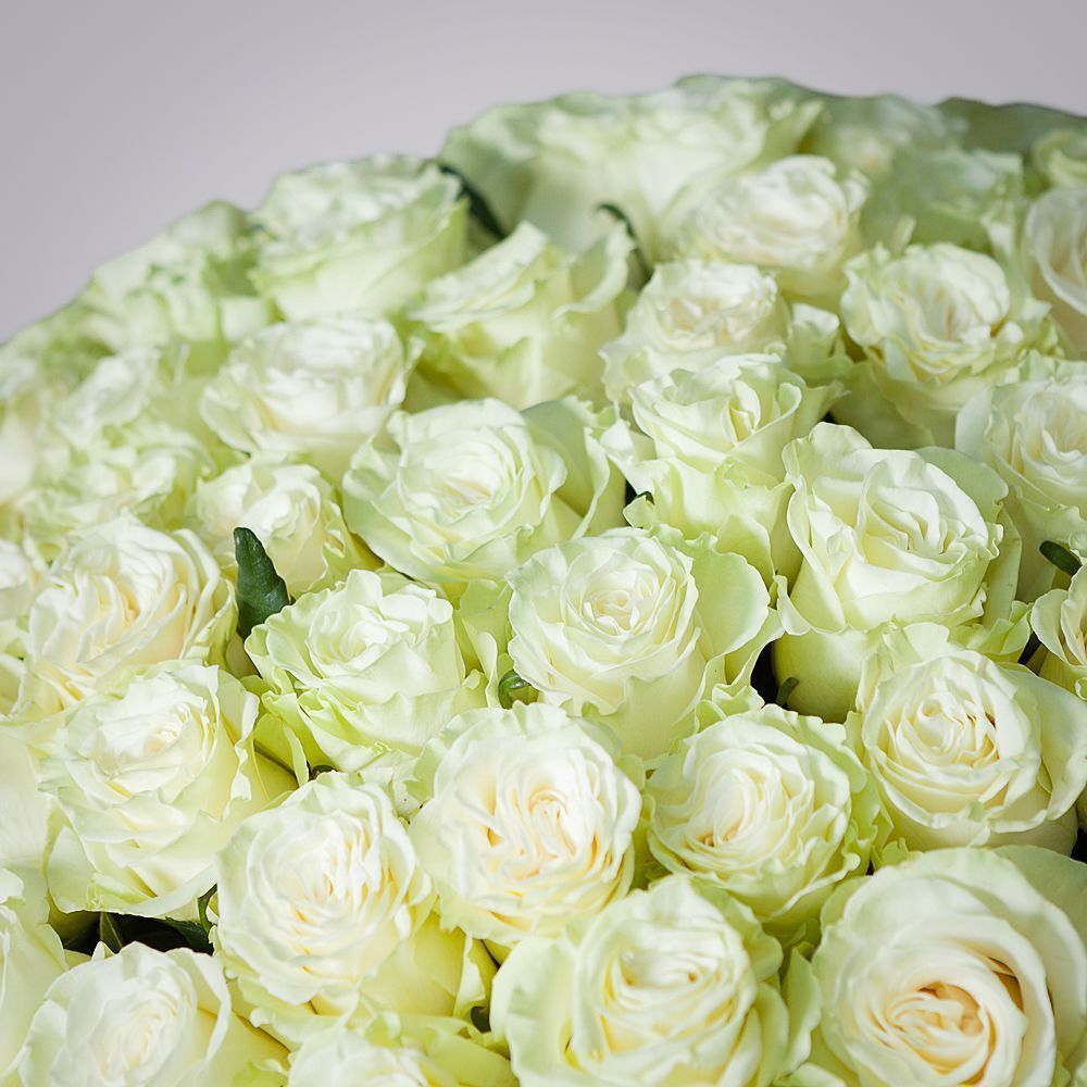 монобукет 101 роза «mondial» под ленту 