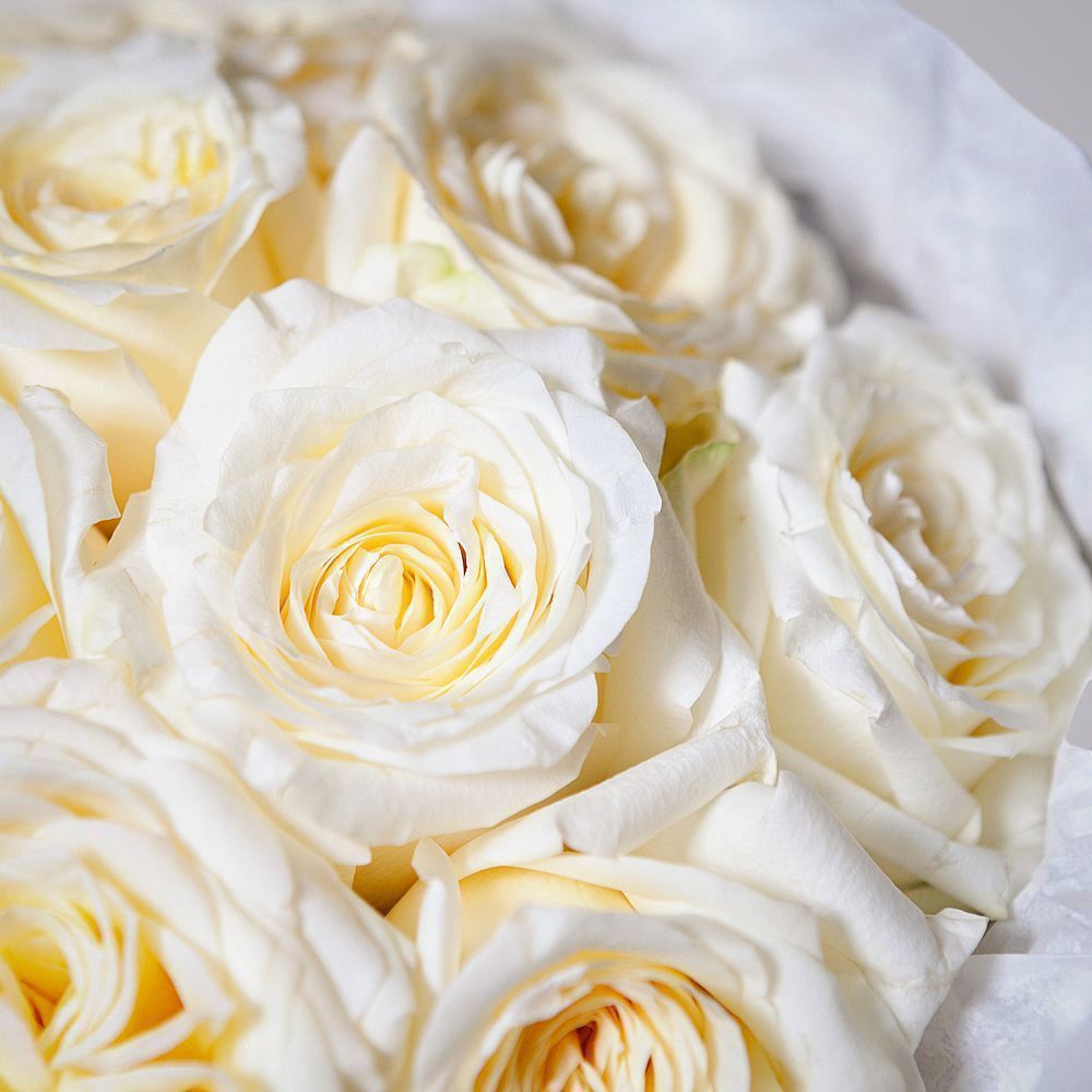 монобукет из 11 пионовидных роз "candlelight" в белой упаковке с тишью 