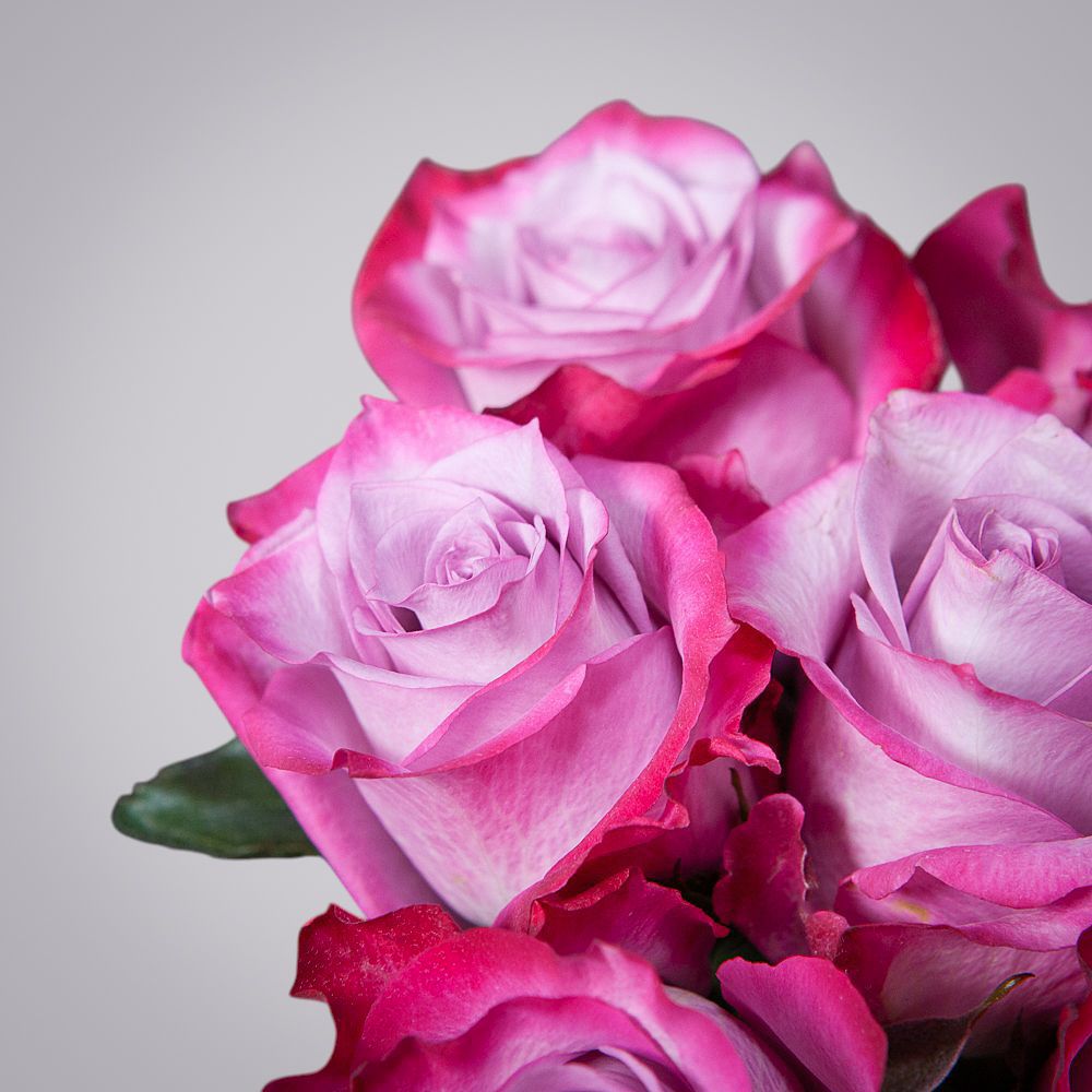 монобукет 9 роз "deep purple" под ленту 