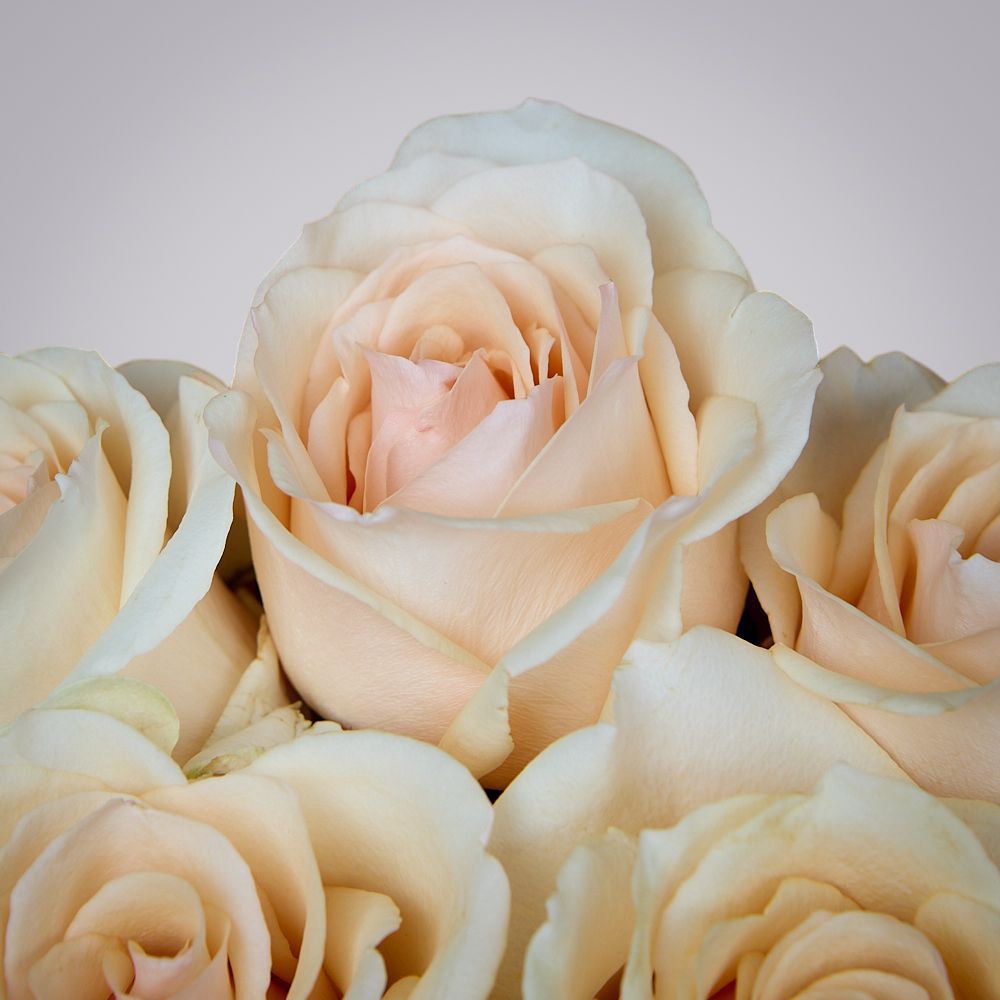 монобукет из 5 роз “favourite” в упаковке 