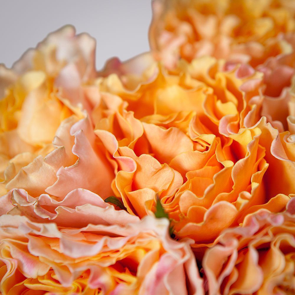 монобукет 11 пионовидных роз "campanella" под ленту 