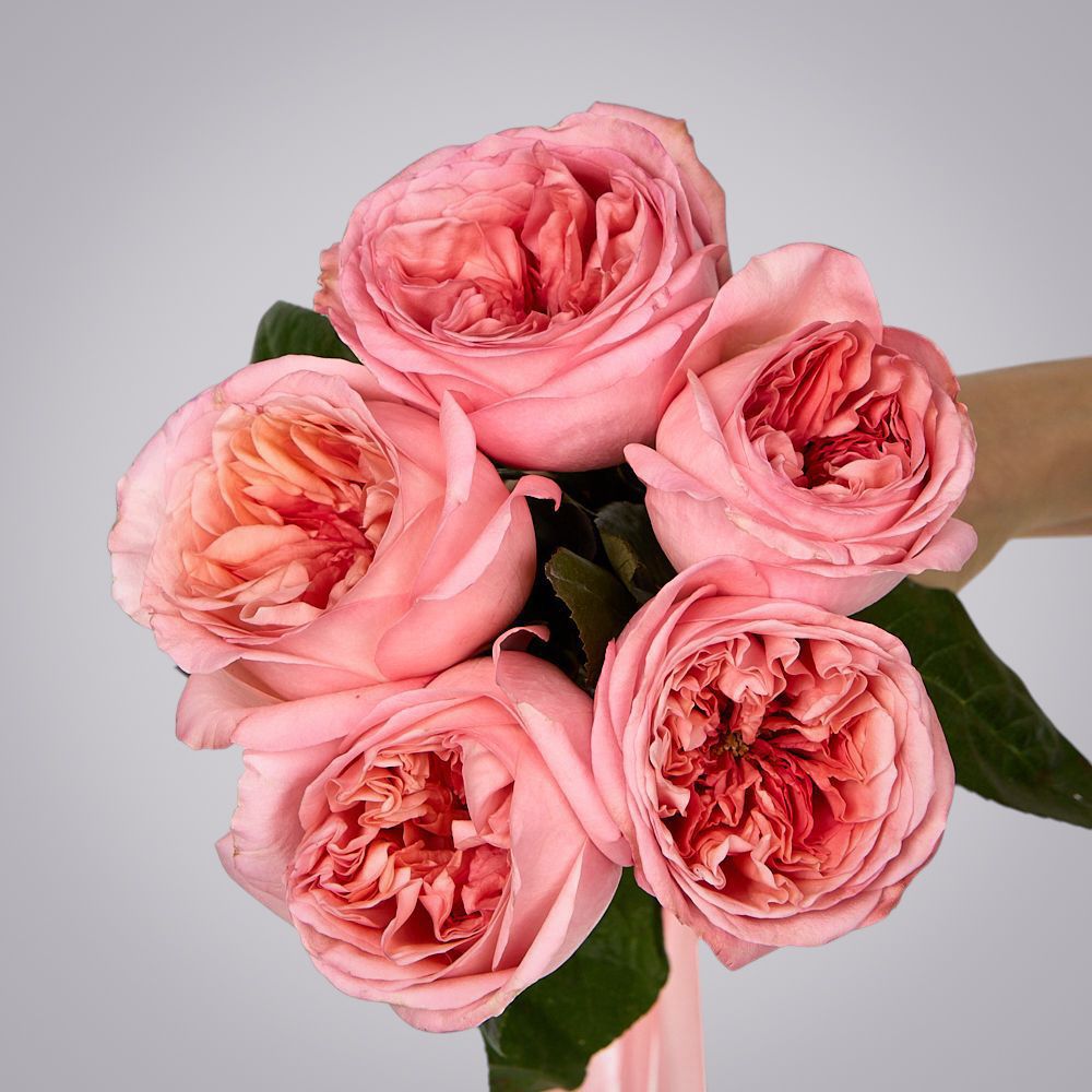 монобукет 5 пионовидных роз "pink x-pression" под ленту 