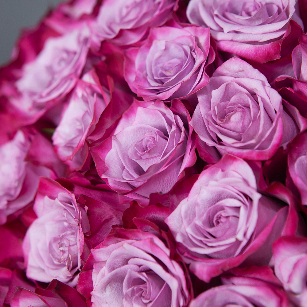 монобукет 101 роза «deep purple» 