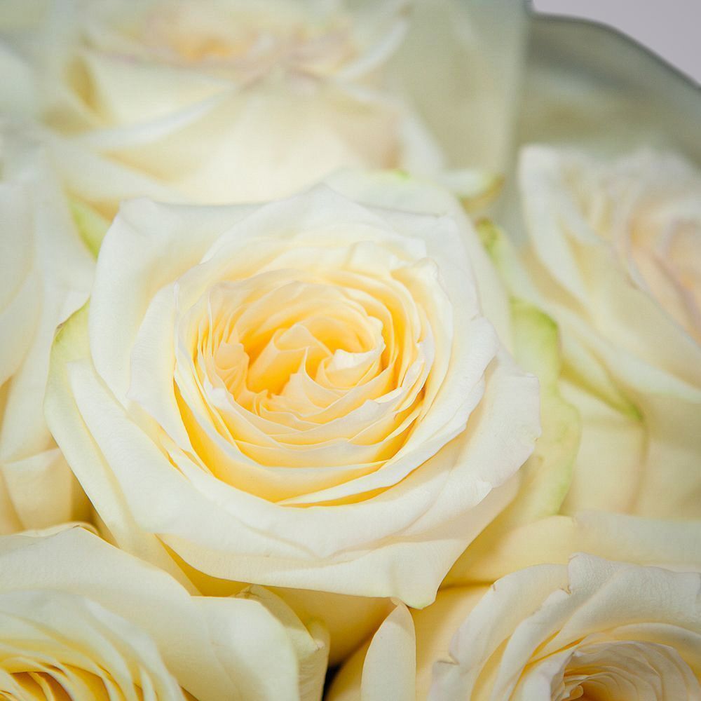 монобукет 9 пионовидных роз "candlelight" в белой упаковке с тишью 