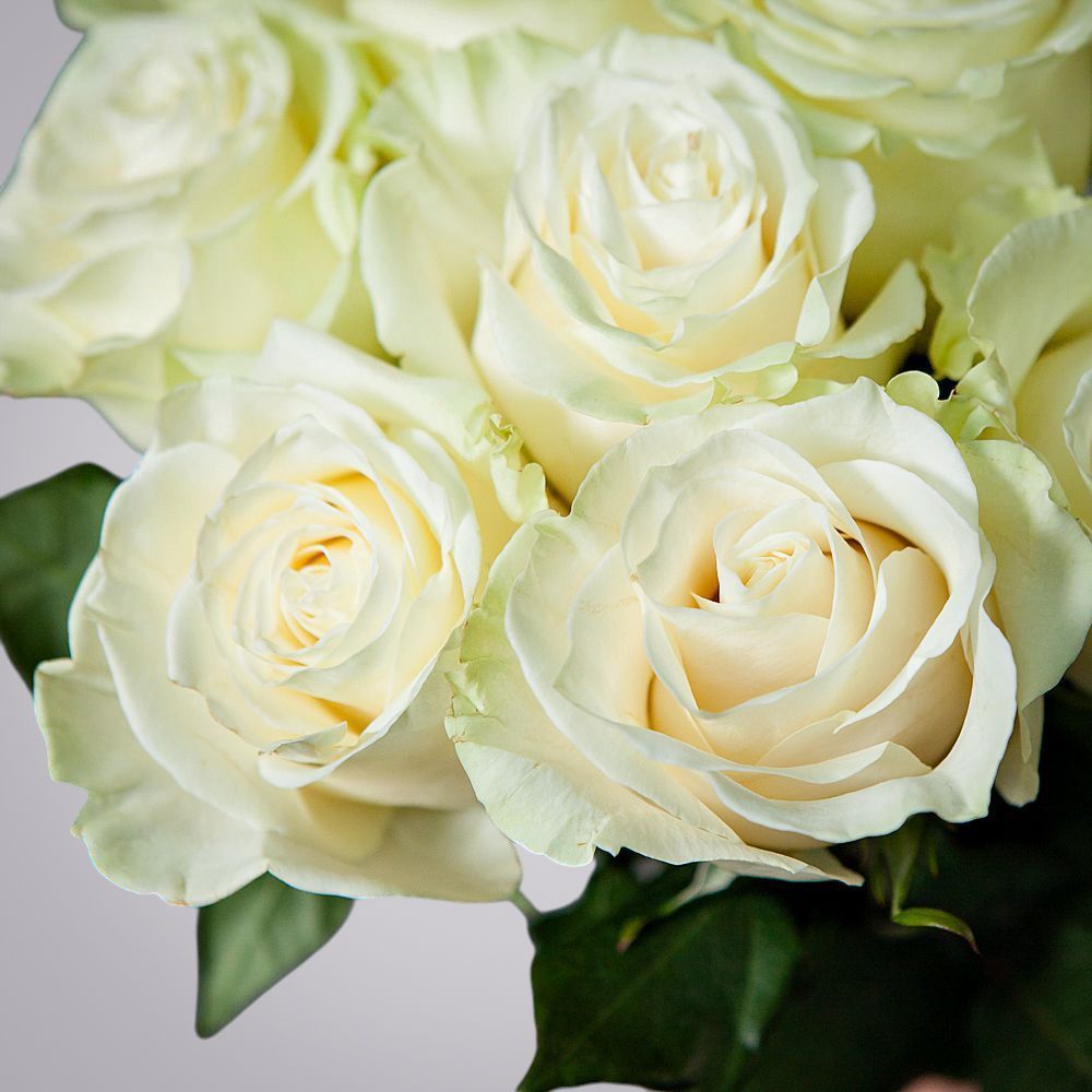 монобукет 11 роз mondial под ленту 