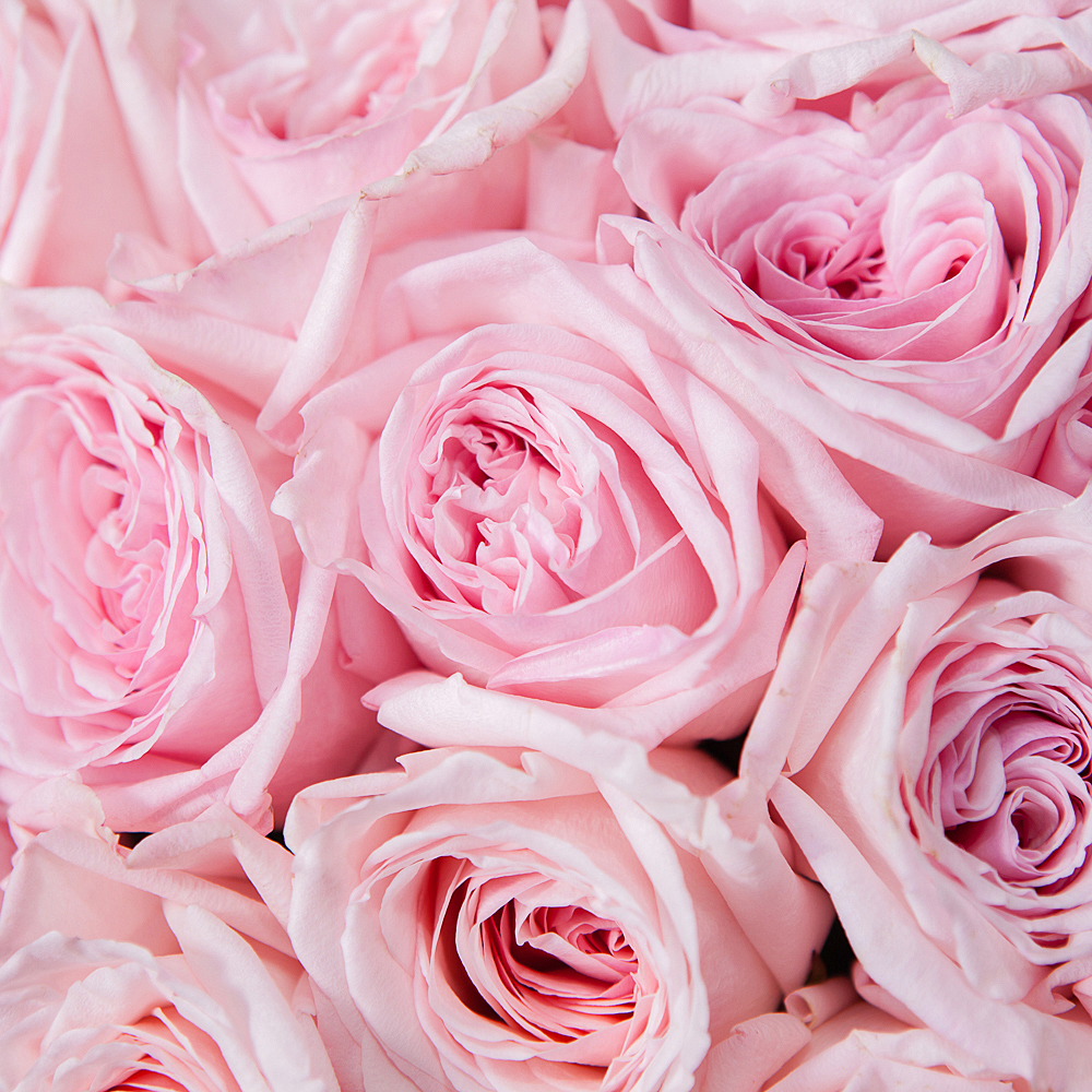 монобукет 51 роза «pink o'hara» под ленту 