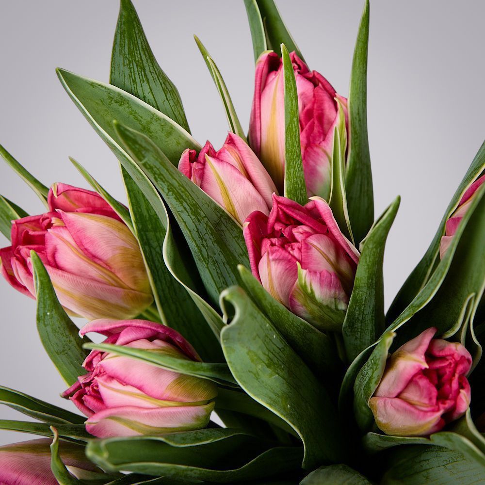 монобукет из 11 розовых тюльпанов в упаковке 