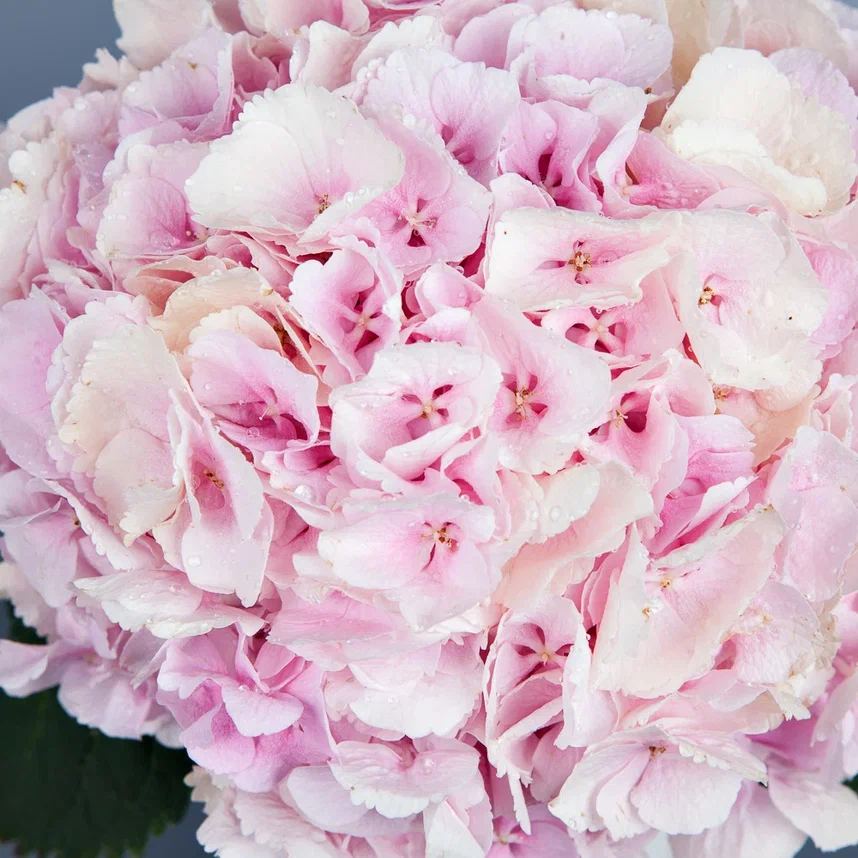 ваза m белая керамика с розовой гортензией 