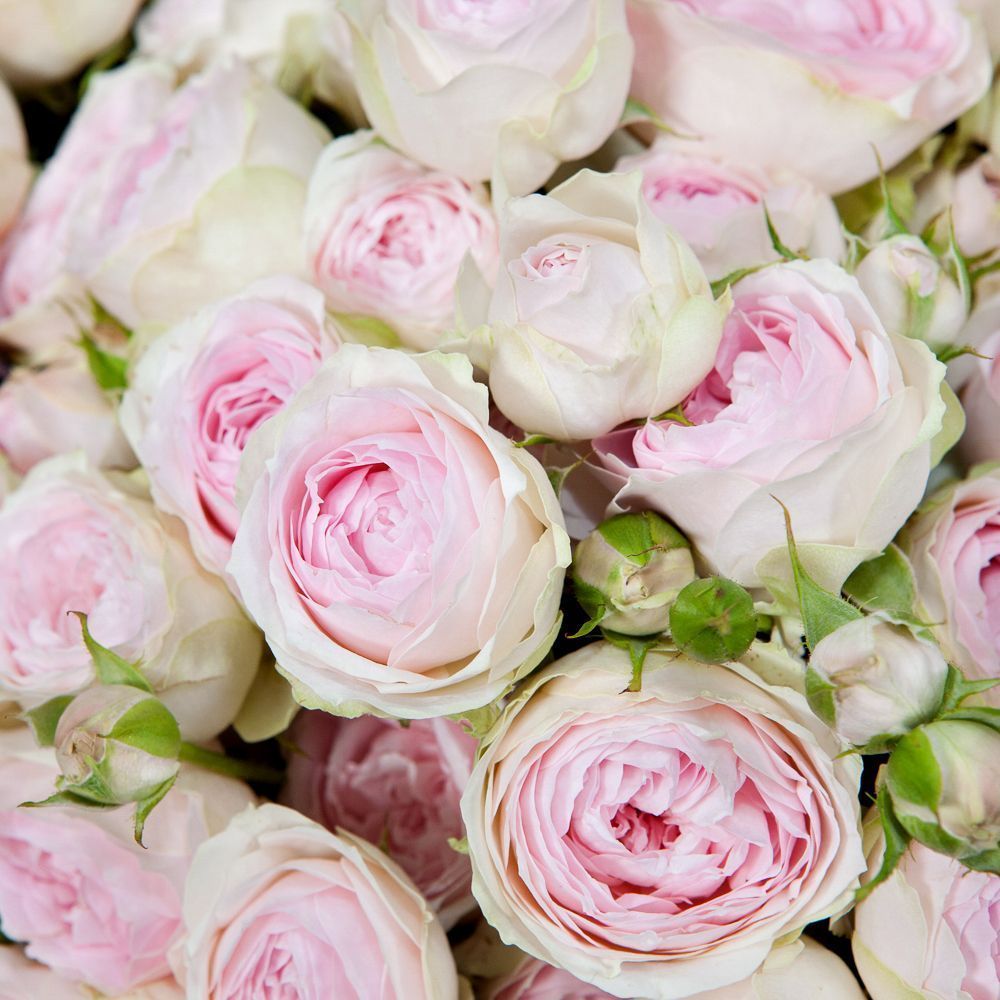 монобукет 25 кустовых роз "dedication" в упаковке 