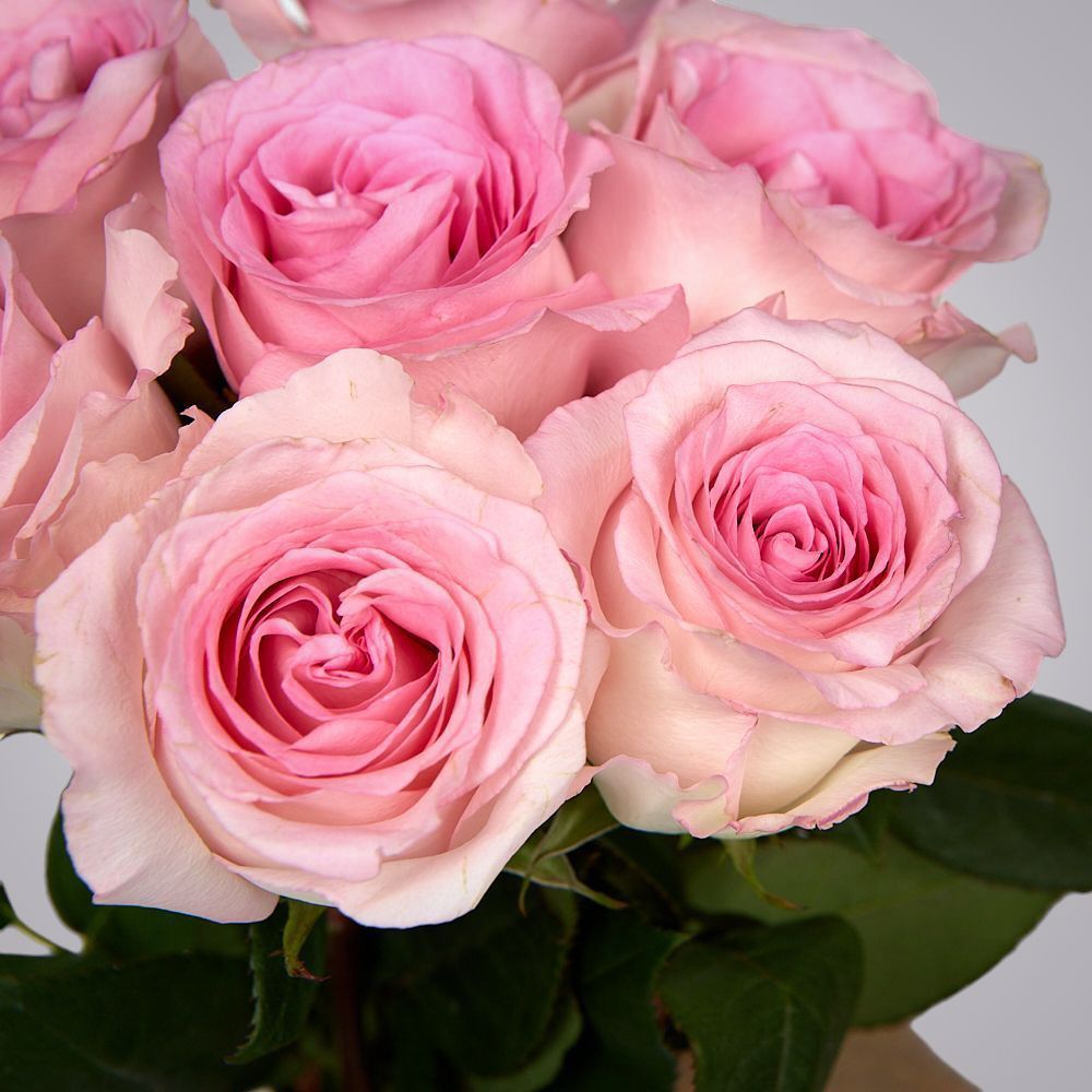 монобукет 7 пионовидных роз "mandala" под ленту 