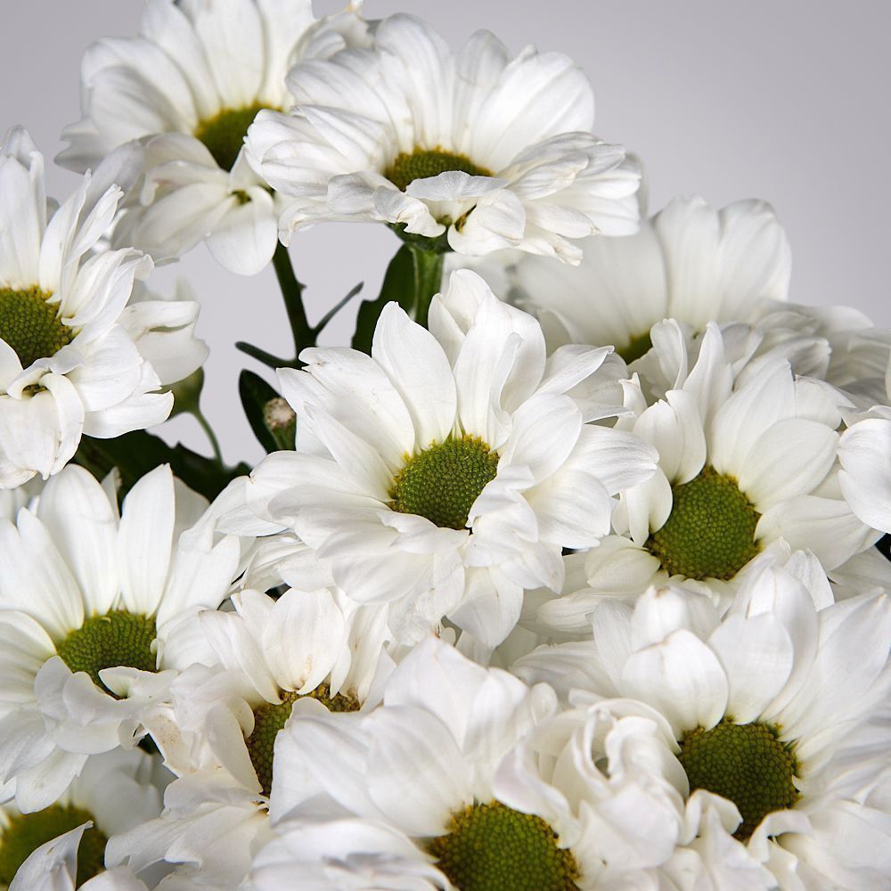 монобукет из 5 белых кустовых хризантем под ленту  