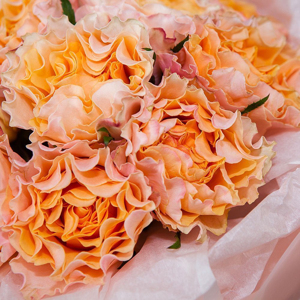 монобукет 9 пионовидных роз "campanella" в упаковке с тишью 