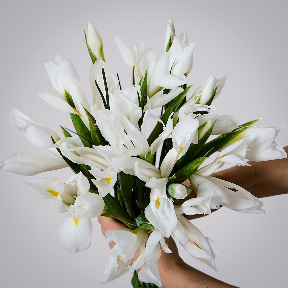 монобукет из 19 белых ирисов 