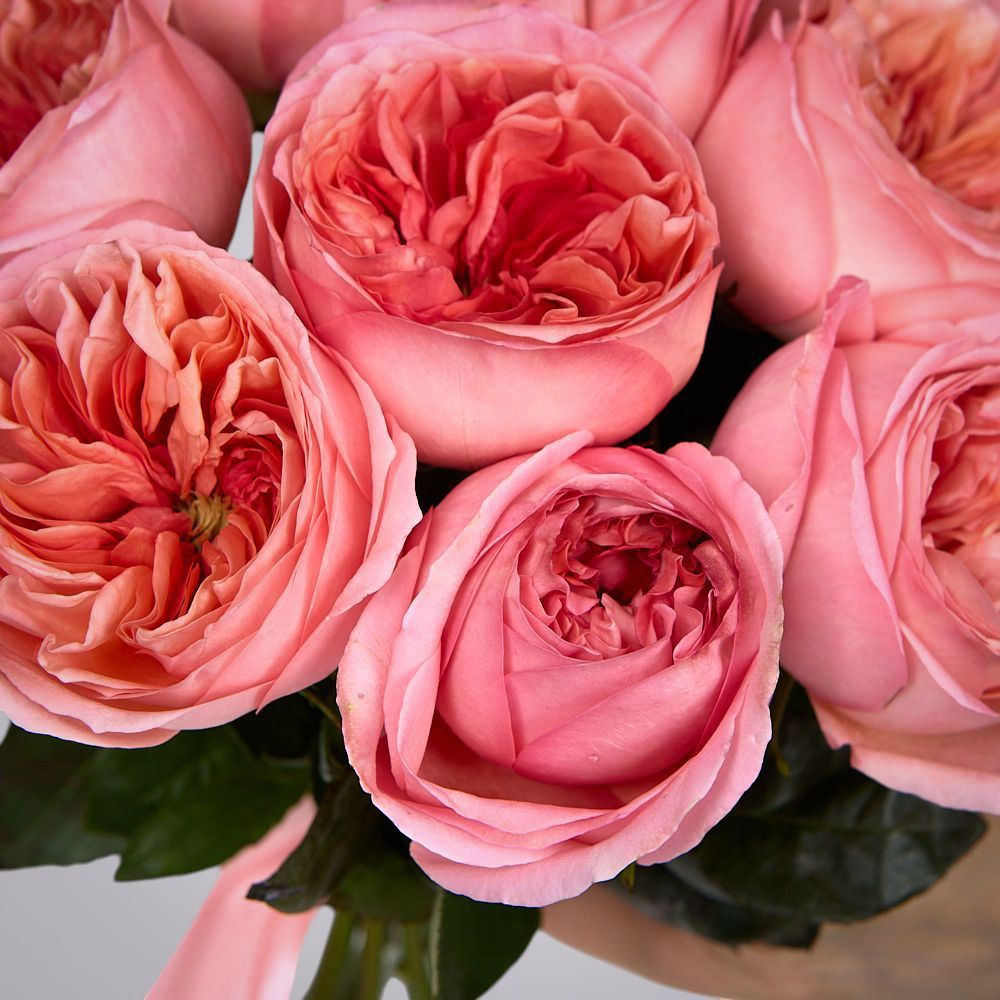 монобукет 11 пионовидных роз "pink x-pression" под ленту 