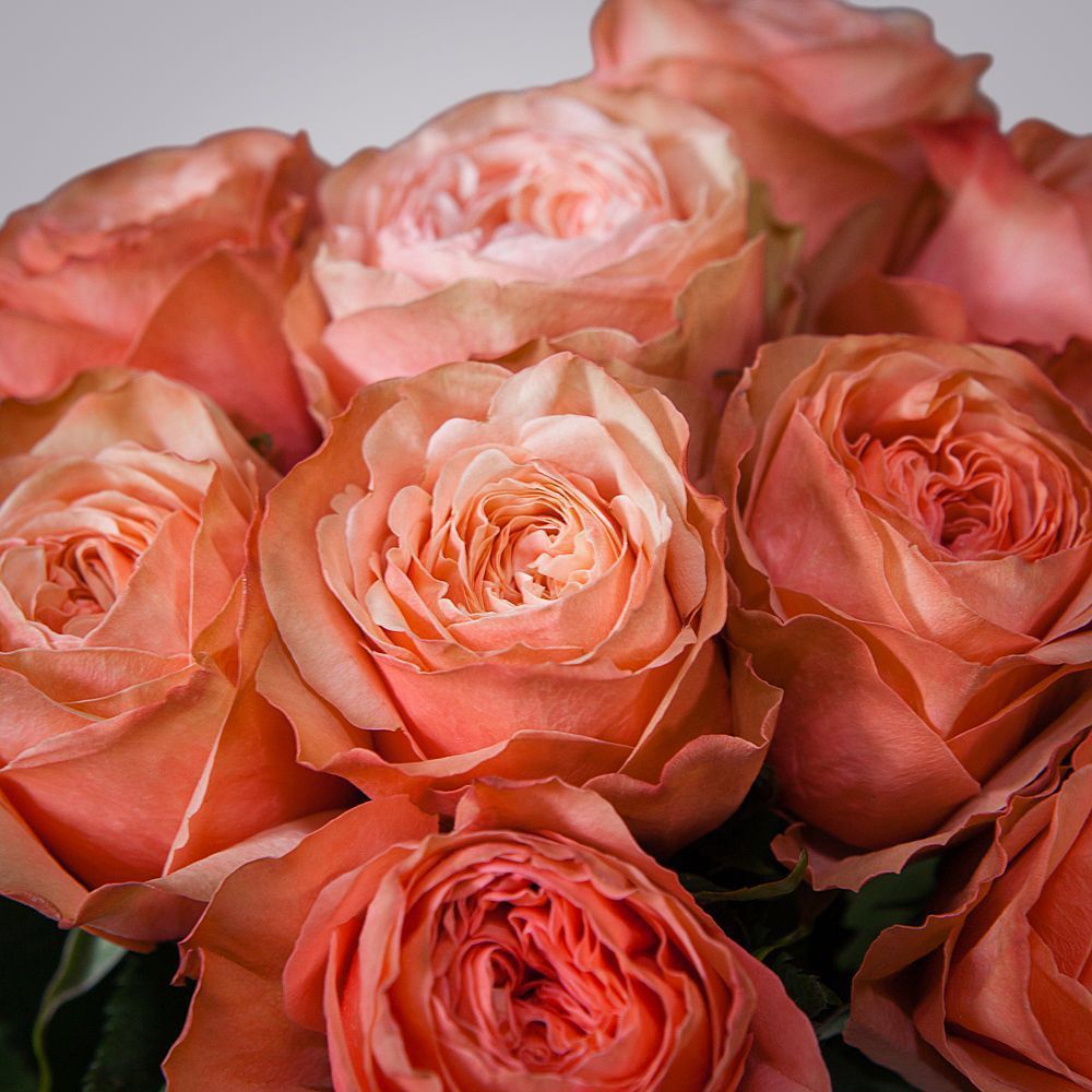 монобукет 7 пионовидных роз "kahala" под ленту 