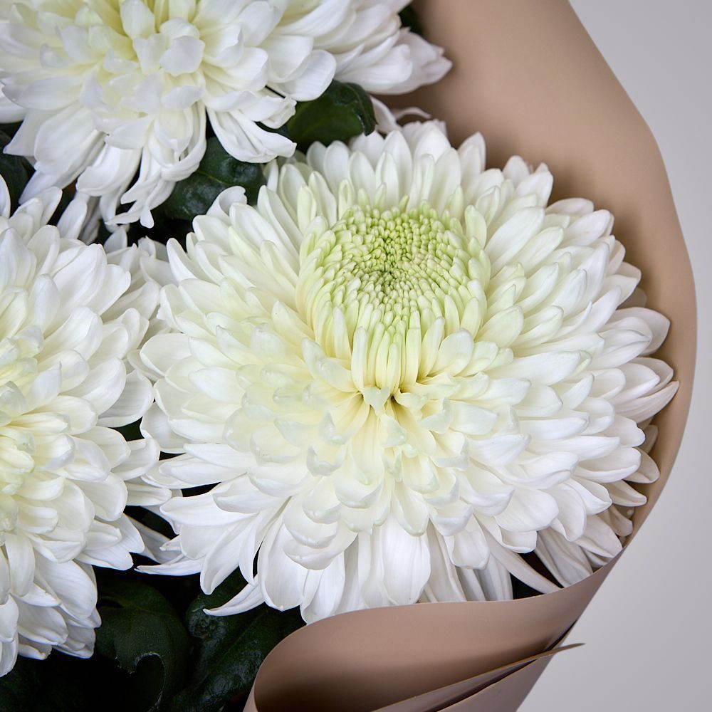 монобукет из 3 белых хризантем magnum в упаковке 