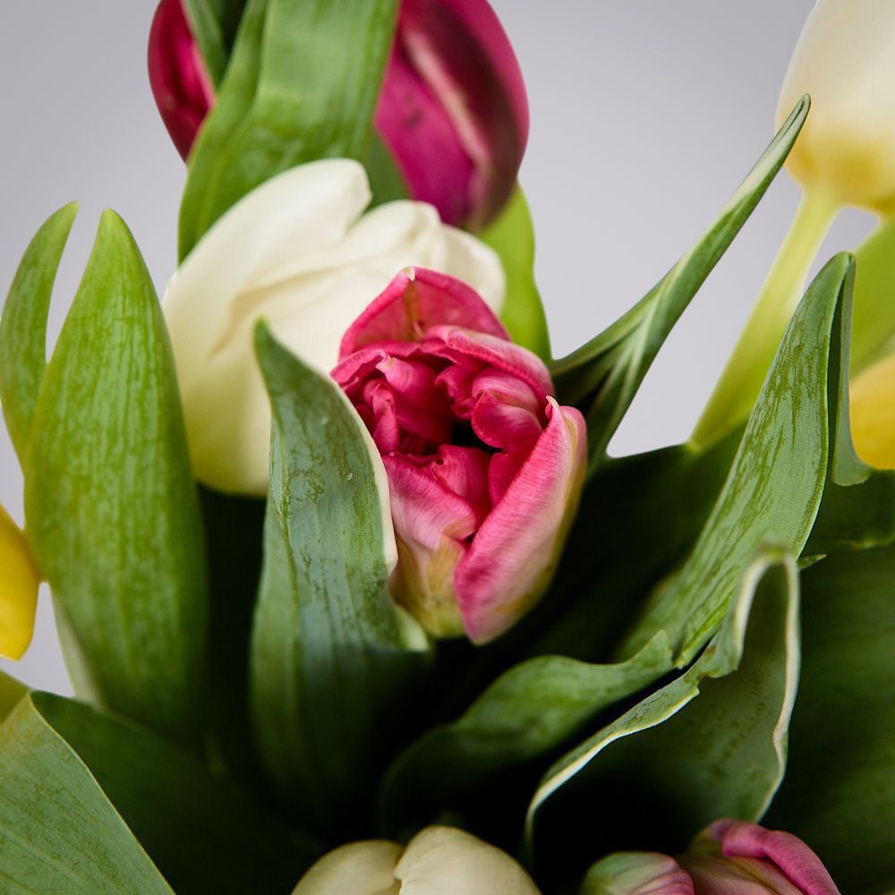 монобукет из 11 тюльпанов микс под ленту 