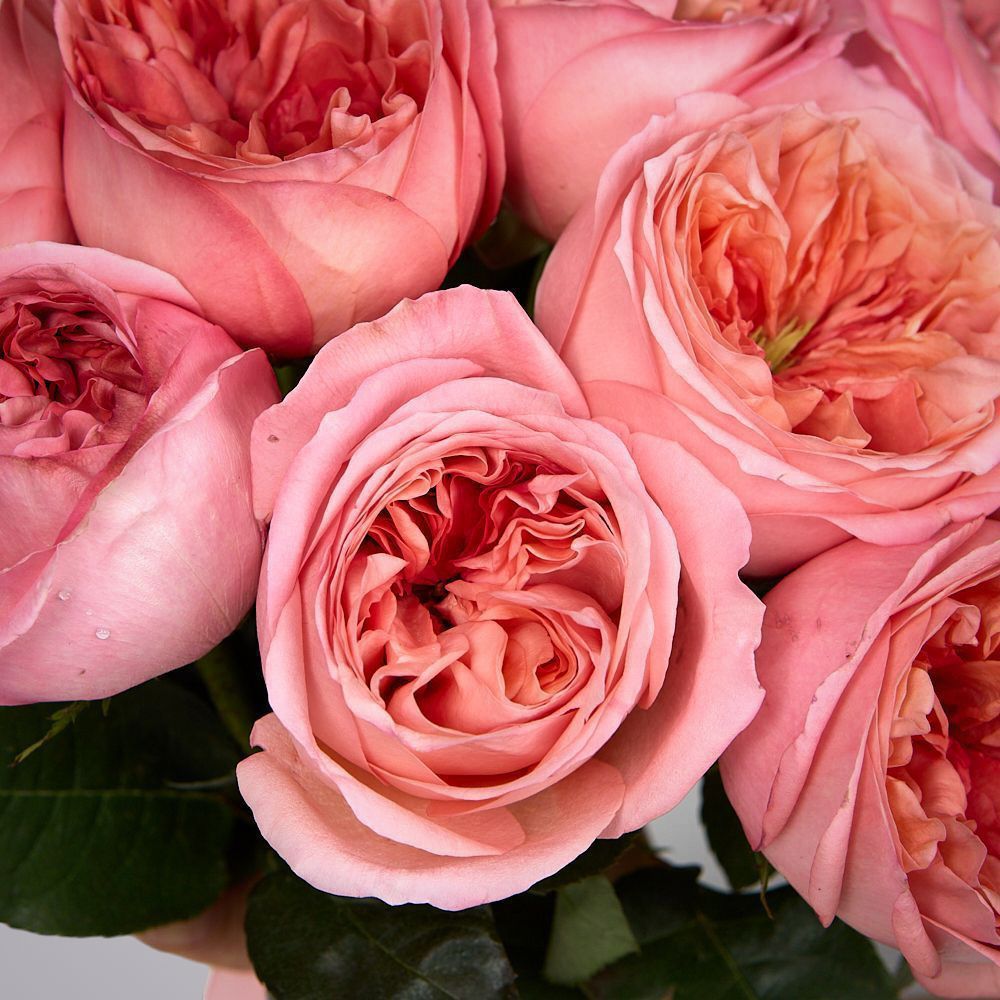 монобукет 5 пионовидных роз "pink x-pression" под ленту 