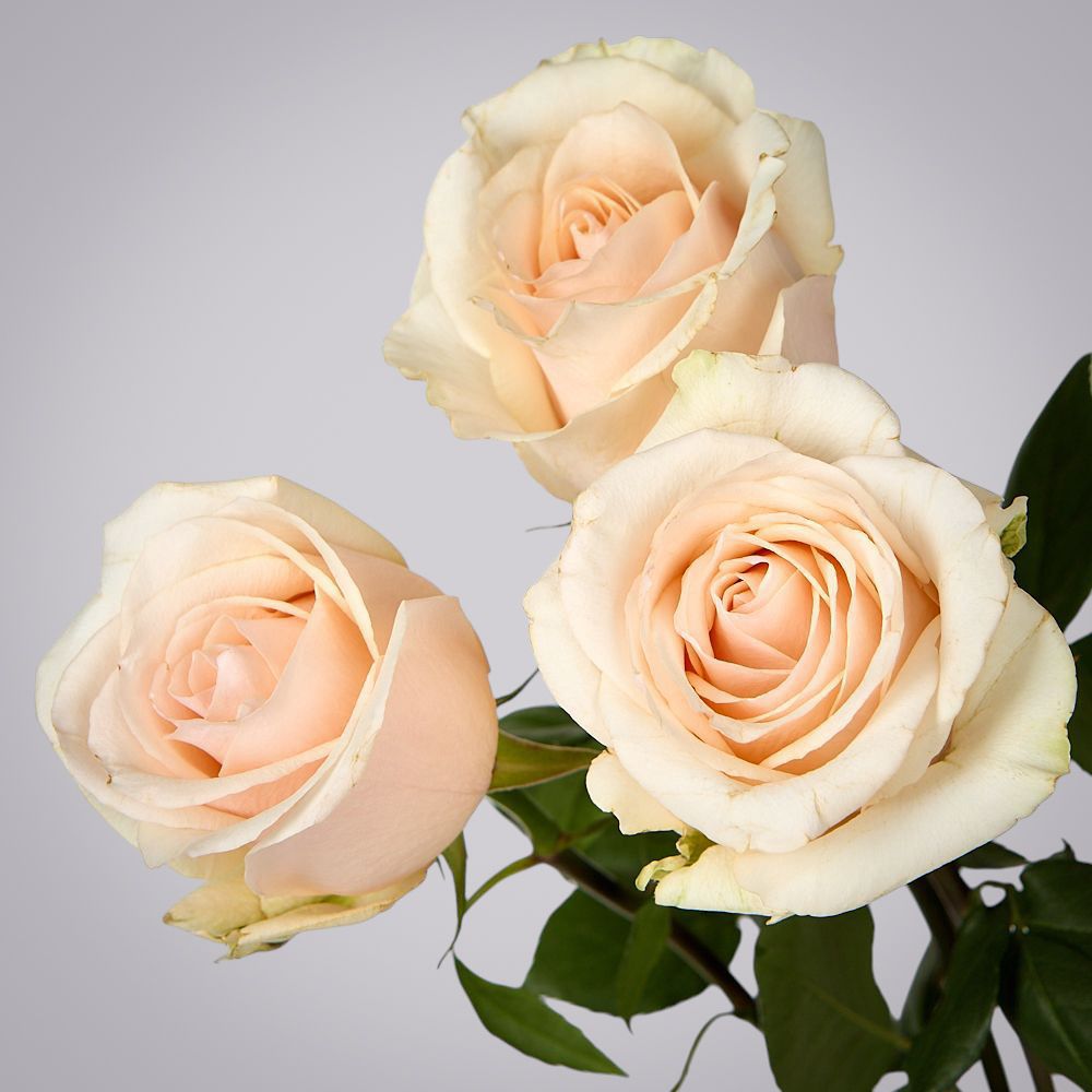 роза favourite 3ст 