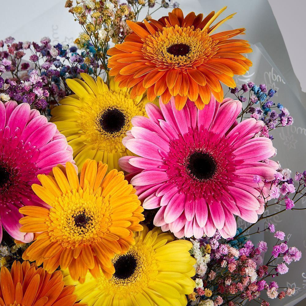 монобукет из 9 гербер с гипсофилой 