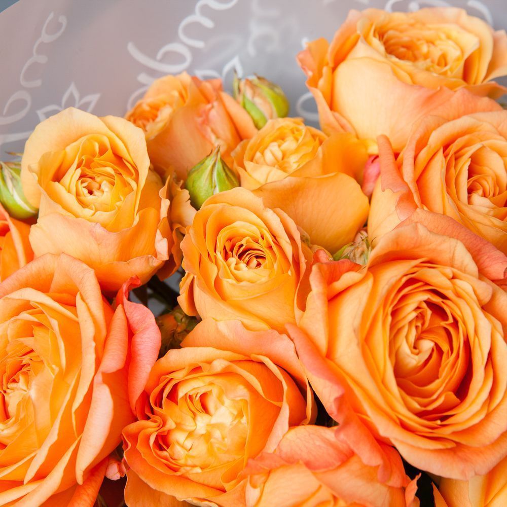 монобукет 5 кустовых роз "apricot lace"  в белой упаковке 