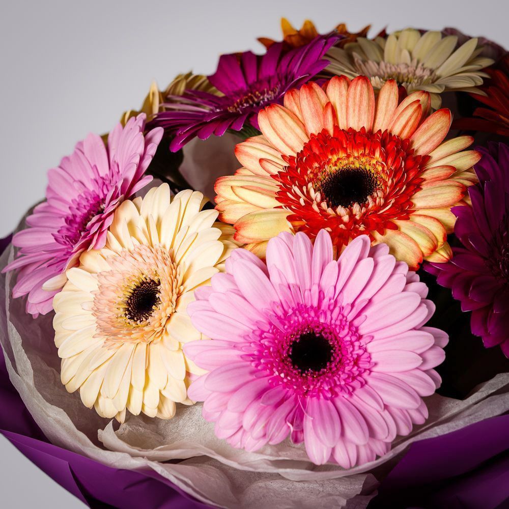 монобукет из 11 гербер в упаковке с тишью 