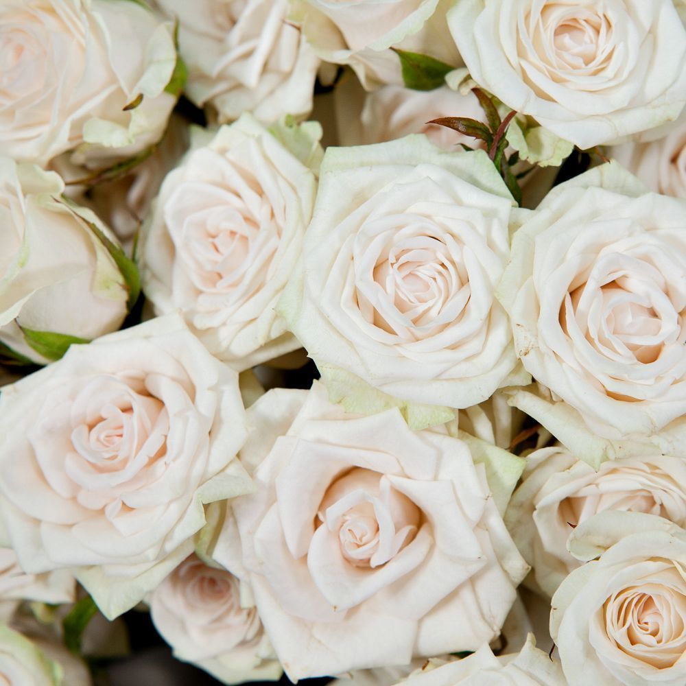 монобукет 25 кустовых роз "porcelaine" в упаковке 