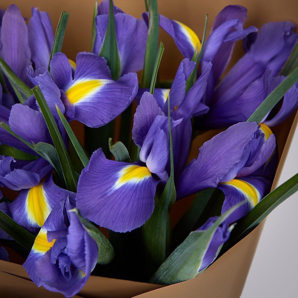 монобукет из 9 синих ирисов в упаковке 