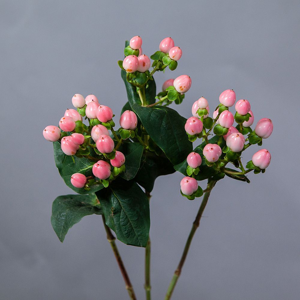 гиперикум розовый 3ст. 